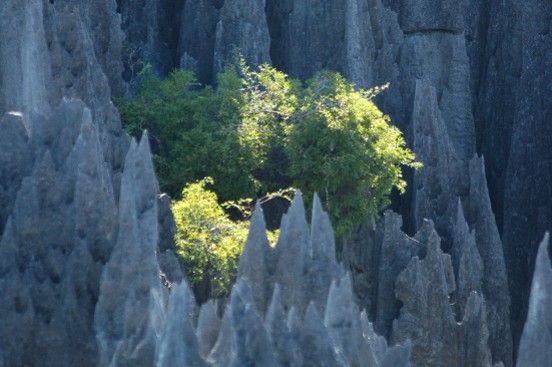 Madagascar - La Manambolo, les Tsingy de Bemaraha et le massif du Makay