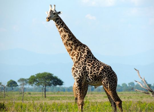 Tanzanie - Grande Migration Serengeti Mara