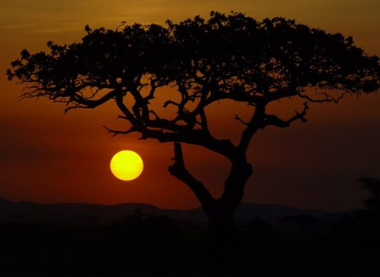 Tanzanie parcs et safari du nord - Les matins du monde