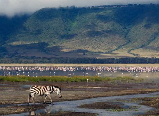 Grande Migration Serengeti Mara - Les matins du monde
