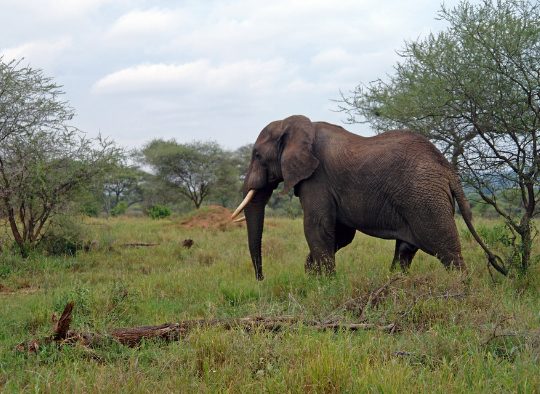 Tanzanie - Tanzanie parcs et safari du nord