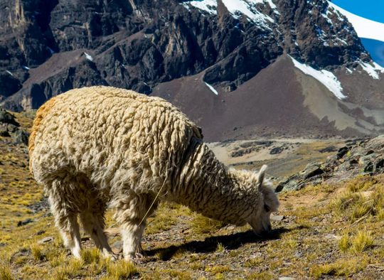 Bolivie - Alpinisme dans la Cordillera Real