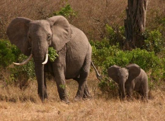 Voyage en Soi sur la terre des éléphants ® au Kenya - Les matins du monde