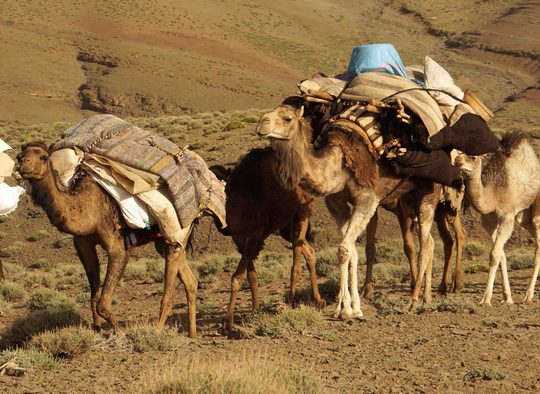 Maroc - Transhumance avec les nomades Aït Atta