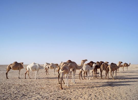 Mauritanie - Grande Traversée de l'Adrâr au Tagant