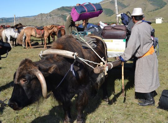 Mongolie - Immersion chez les pasteurs nomades mongols