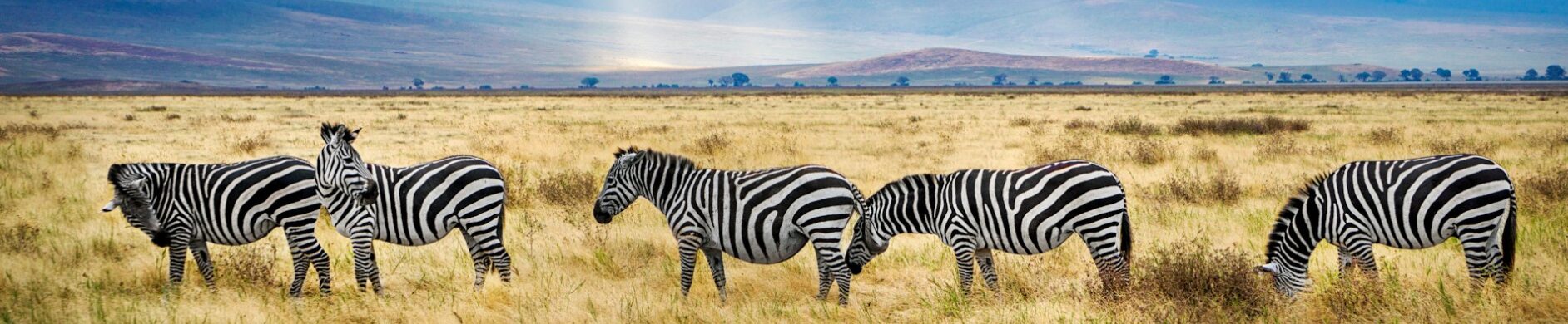 Tanzanie+Safari+Voyage+Sur-Mesure - Les matins du monde