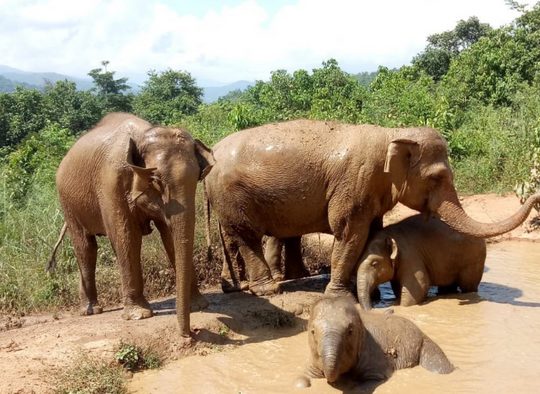 Thaïlande - Voyage en Soi sur la terre des éléphants ® en Thaïlande 