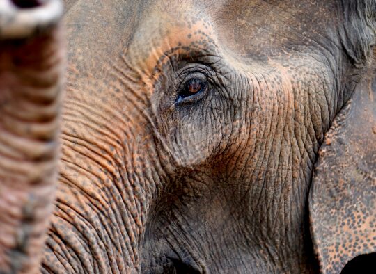 Thaïlande - Voyage en soi sur la terre des éléphants