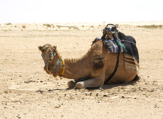 Retraite au désert de la Tunisie - Les matins du monde